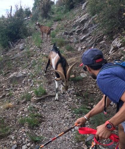 Fending off the buck